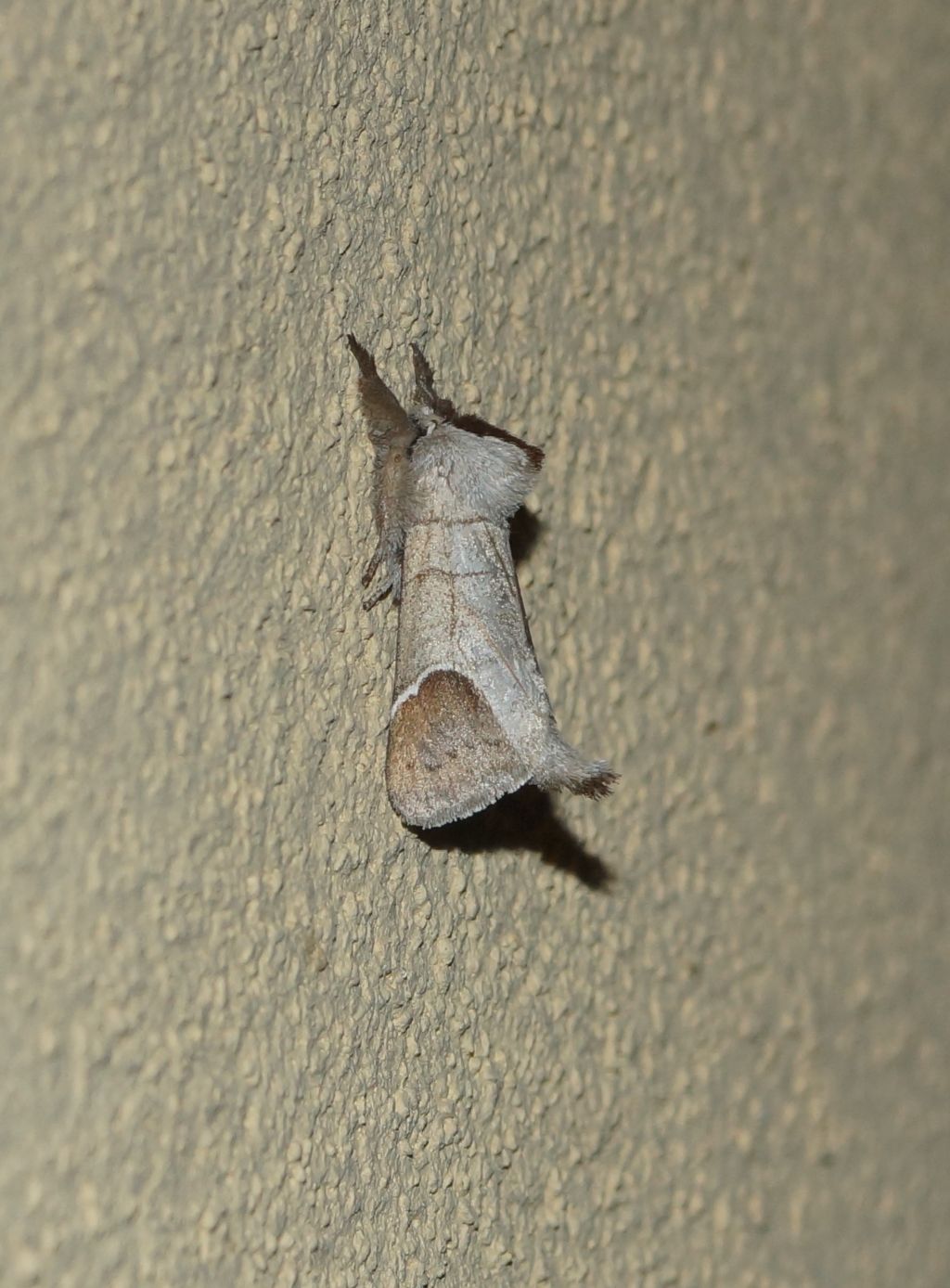 Notodontidae: Clostera curtula